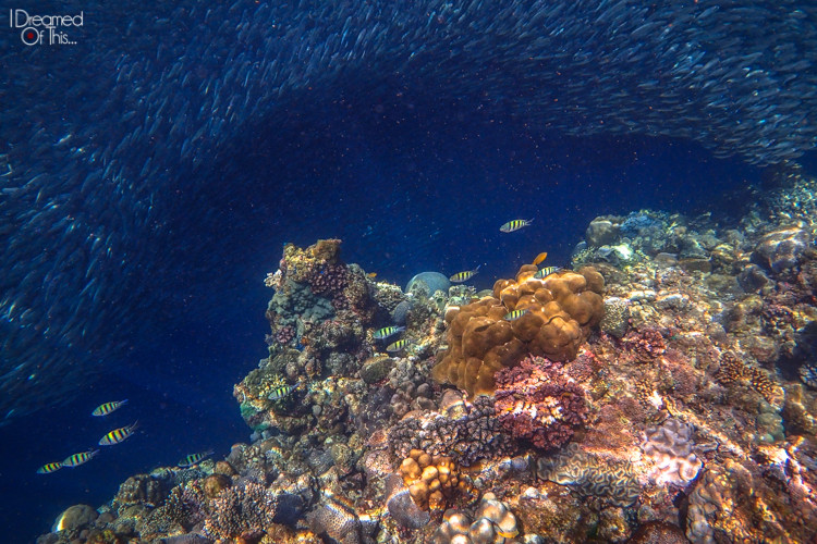 nathan Philippine underwater